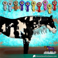 Horse Color:White Spotted Sable Cream Champagne Pearl Splash Tobiano Rabicano  and White Spotted Brown Sabino Appaloosa Rabicano 