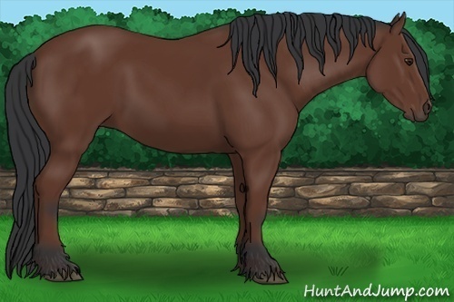 Horse Color:Bay Sabino