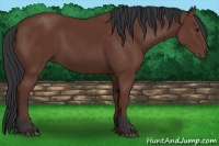 Horse Color:Bay Sabino 