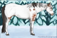 Horse Color:White Spotted Brown Frame Appaloosa Rabicano  and White Spotted Brown Frame Appaloosa Rabicano 