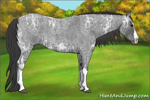 Horse Color:Smoky Blue Ice Roan Splash