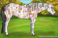 Horse Color:White Spotted Brown Tobiano Rabicano  and Gray White Spotted Brown Frame Rabicano 