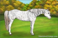 Horse Color:Black Sabino Appaloosa Rabicano and White Spotted Brown Pearl Appaloosa Rabicano
