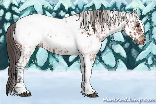 Horse Color:White Spotted Brown Frame Varnish Rabicano and White Spotted Brown Frame Varnish Rabicano