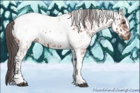 Horse Color:White Spotted Brown Frame Varnish Rabicano and White Spotted Brown Frame Varnish Rabicano
