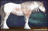 Horse Color:White Spotted Brown Frame Snowcap Rabicano  and White Spotted Brown Splash Frame Snowcap Rabicano 