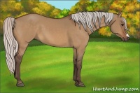 Horse Color:Silver Bay Dun 