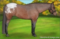Horse Color:Brown Appaloosa