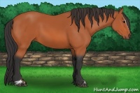 Horse Color:Bay Sabino