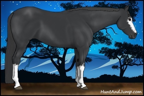 Horse Color:White Spotted Black