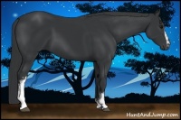 Horse Color:White Spotted Black