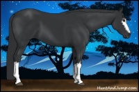 Horse Color:White Spotted Black