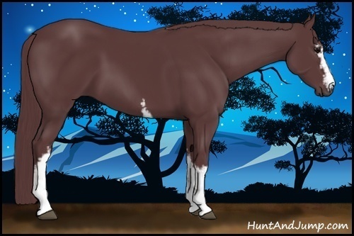 Horse Color:White Spotted Chocolate Black 