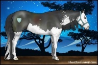 Horse Color:Black Sabino Splash 