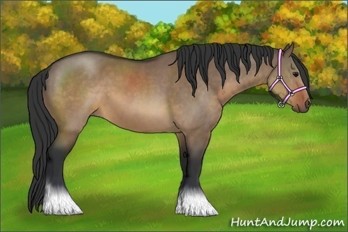 Horse Color:Brown Dun