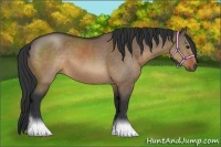 Horse Color:Brown Dun 