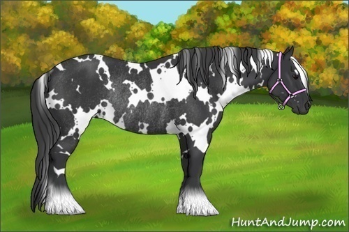 Horse Color:White Spotted Black Rabicano 