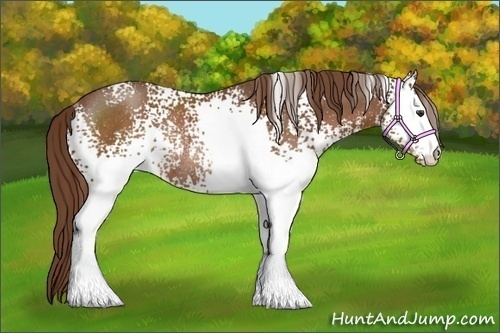 Horse Color:White Spotted Chestnut Rabicano 