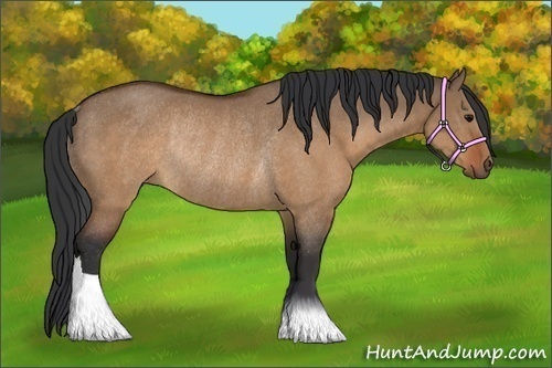 Horse Color:Brown Dun Rabicano 