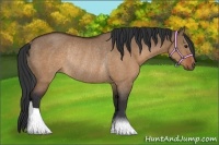 Horse Color:Brown Dun Rabicano