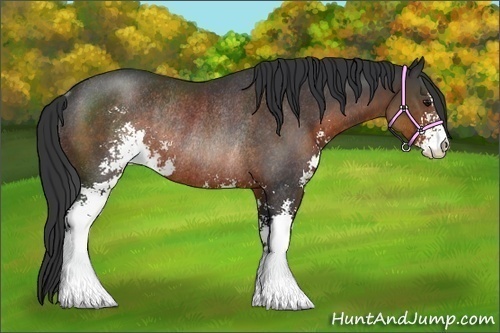 Horse Color:Brown Sabino Rabicano