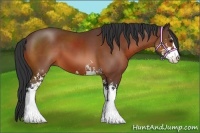 Horse Color:Bay Sabino