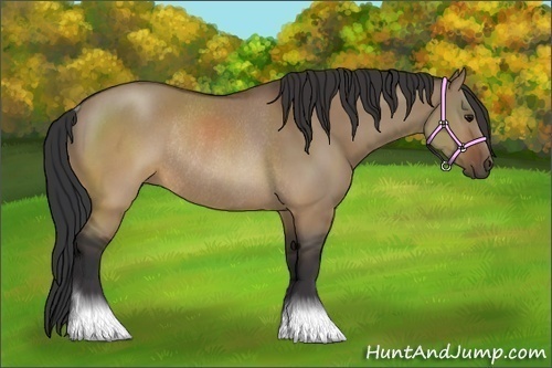 Horse Color:Brown Dun Rabicano 
