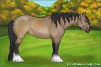 Horse Color:Brown Dun Rabicano 