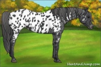 Horse Color:Black Appaloosa