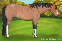 Horse Color:Bay Roan 