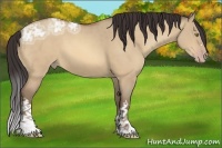 Horse Color:Amber Champagne Ice Dun 