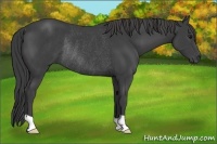 Horse Color:Smoky Black Rabicano 