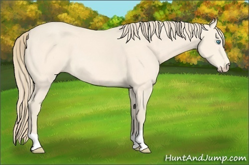 Horse Color:Perlino 