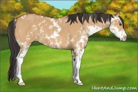Horse Color:Bay Dun Sabino 