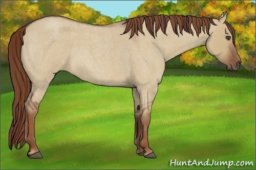 Horse Color:Red Dun Roan