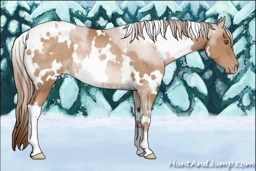 Horse Color:White Spotted Brown Pearl Rabicano