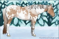 Horse Color:White Spotted Brown Pearl Rabicano