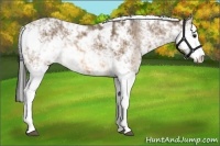 Horse Color:Buckskin Sabino