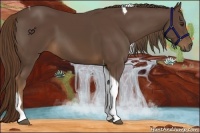 Horse Color:Liver Chestnut Tobiano 