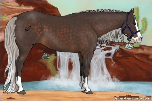 Horse Color:Silver Bay Splash 