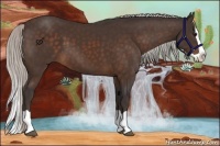 Horse Color:Silver Bay Splash 