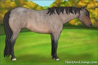 Horse Color:Buckskin Roan Frame 