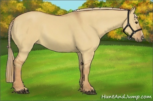 Horse Color:Red Dun  and Red Dun Frame 