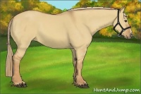 Horse Color:Red Dun and Red Dun Frame