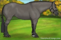 Horse Color:Grullo 