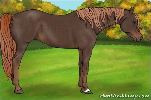 Horse Color:Liver Chestnut 