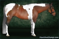 Horse Color:Bay Tobiano Rabicano