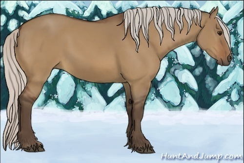 Horse Color:Silver Bay Dun