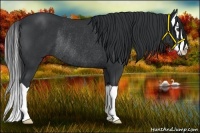 Horse Color:Black Splash Rabicano 