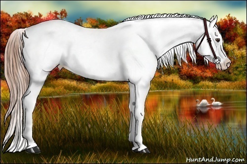 Horse Color:Liver Chestnut Appaloosa 